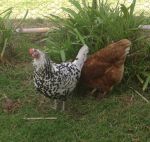 secret garden chooks